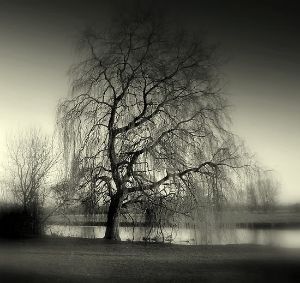 photo 2362770-4-weeping-willow_zpsedpwmj9r.jpg