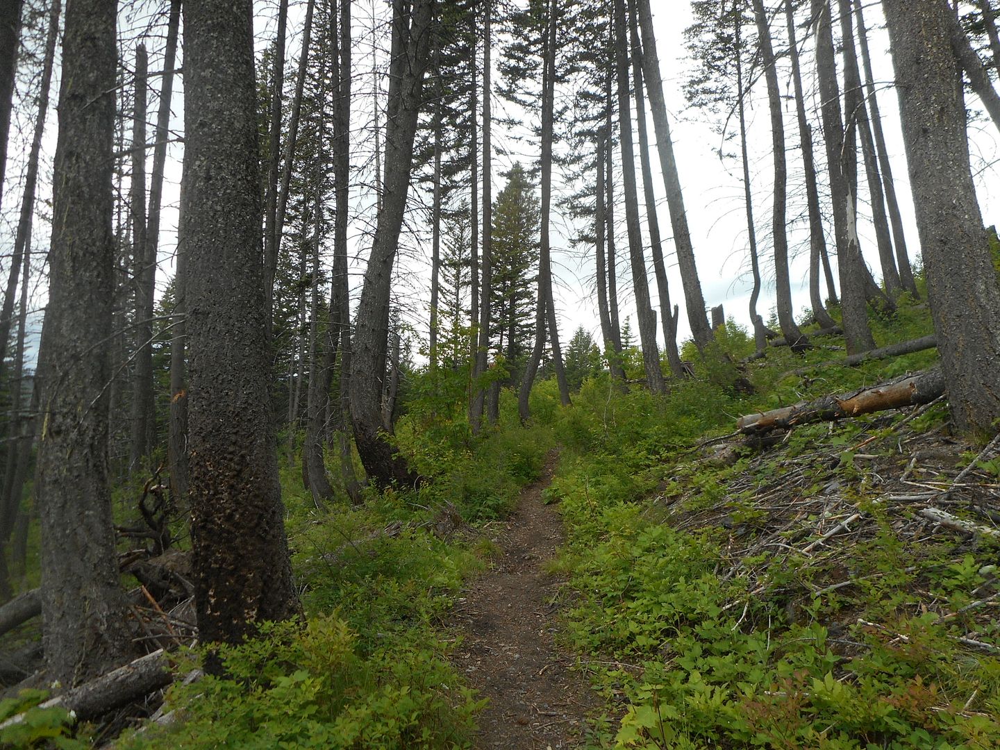 Trout lake Glacier National Park Bushcraft USA Forums