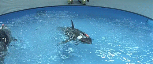  photo tumblr_mu9ragEvAS1sg9hogo1_500_zpspjzhabud.gif